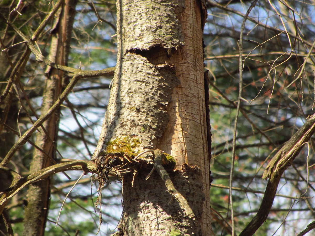 Brown Creeper - Barbara Taylor