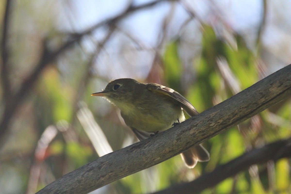 Western Flycatcher (Pacific-slope) - ML560428411