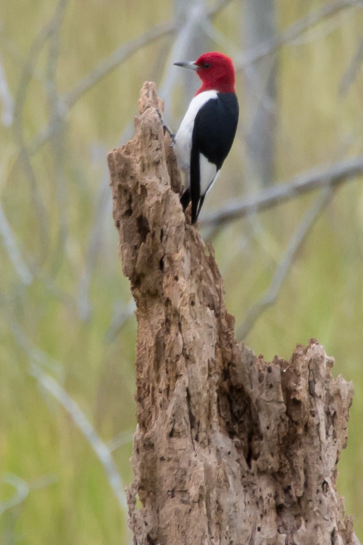 Red-headed Woodpecker - Wayne Lattuca