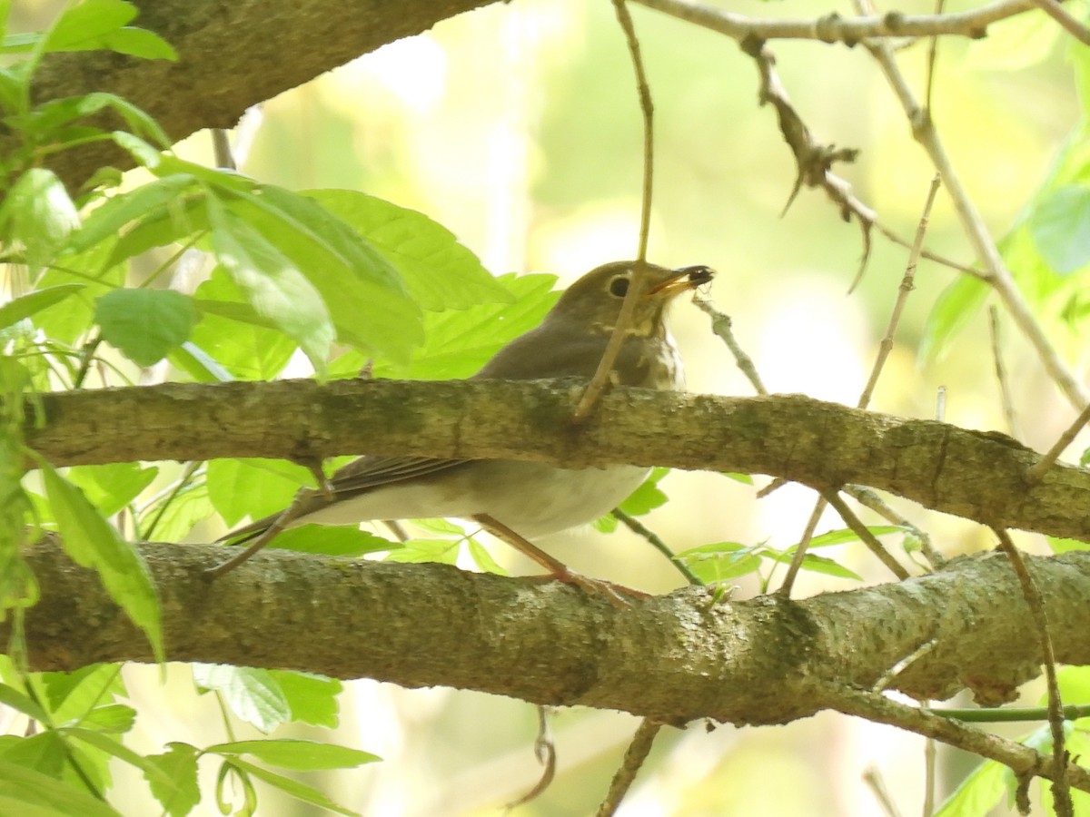 Swainson's Thrush - Cindy Leffelman