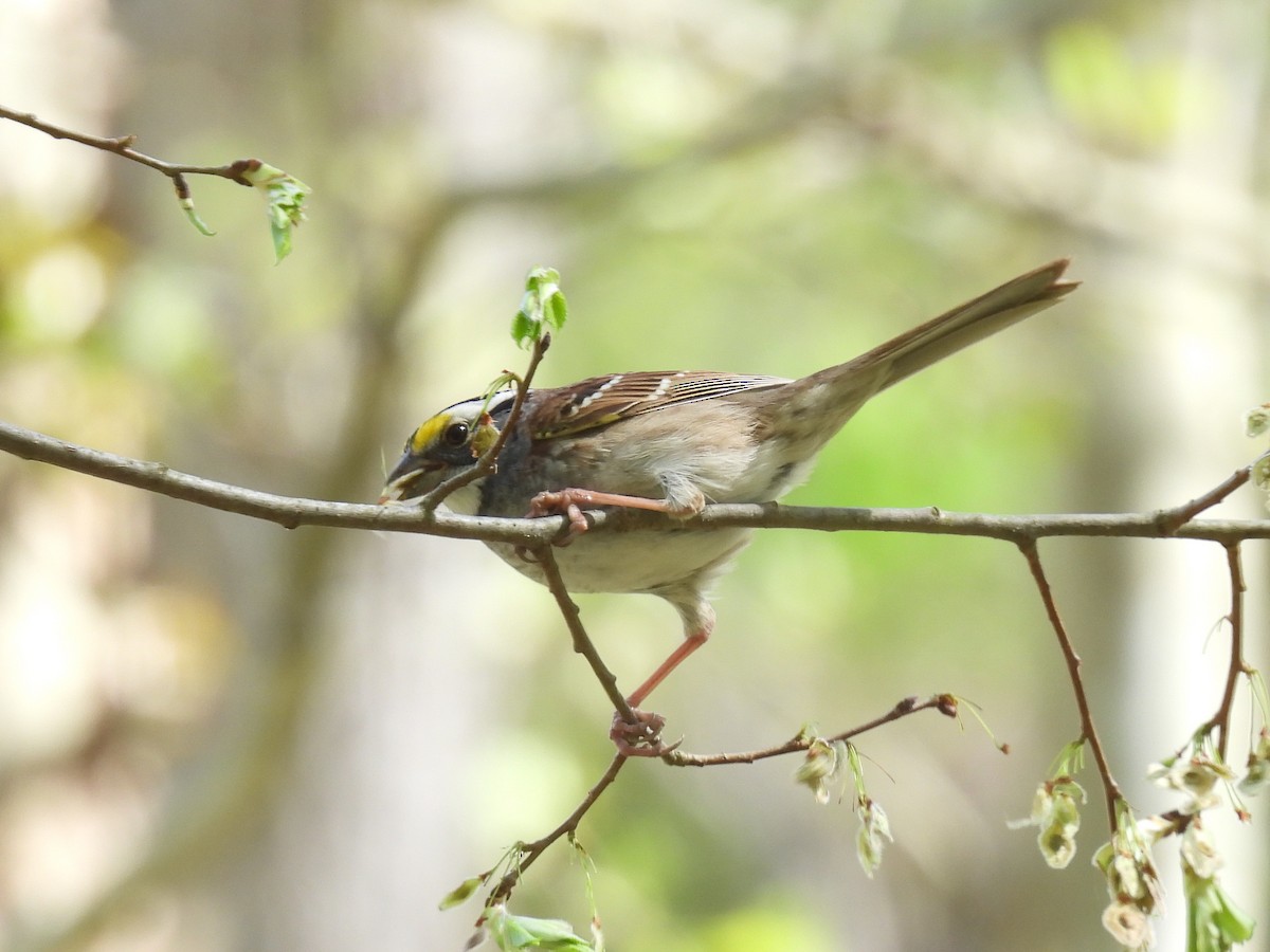 White-throated Sparrow - Cindy Leffelman