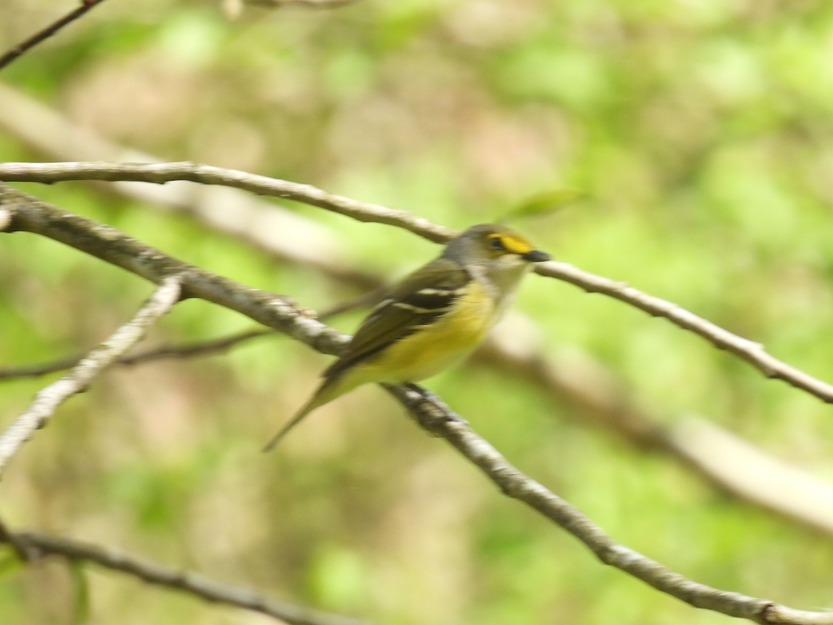 White-eyed Vireo - Cindy Leffelman