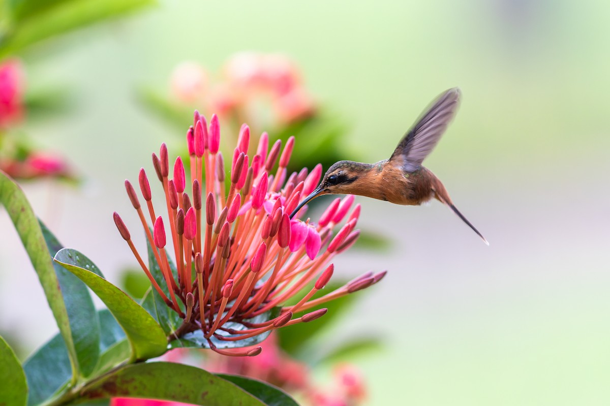 Reddish Hermit - ML560431891