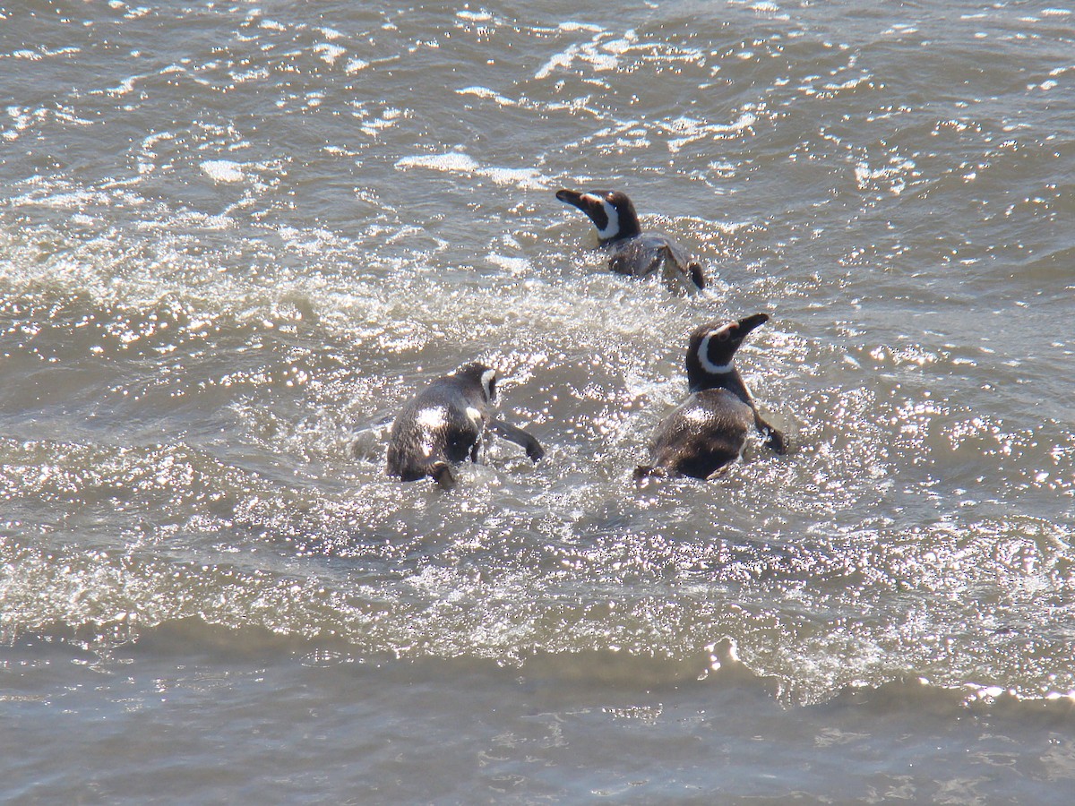 Magellanpinguin - ML560432251