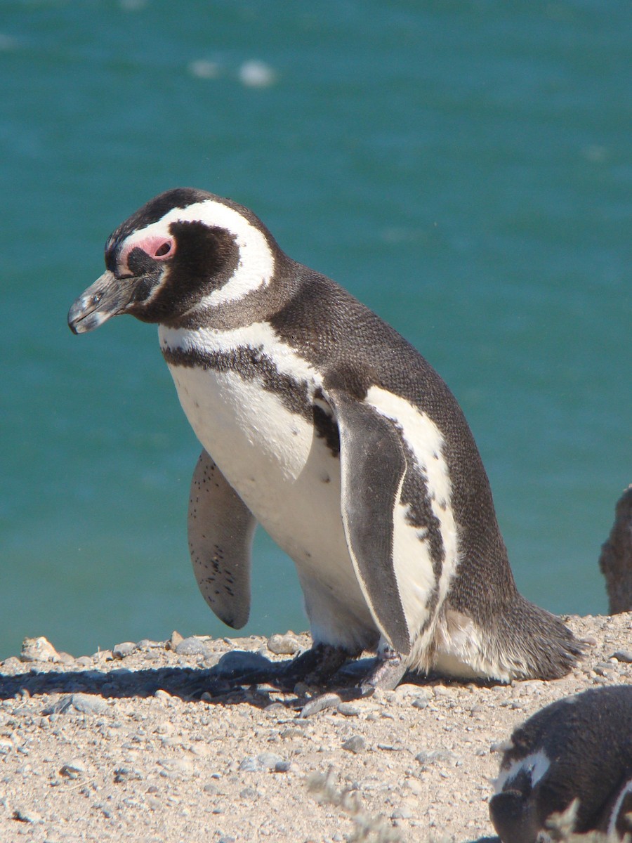 Magellanpinguin - ML560432361