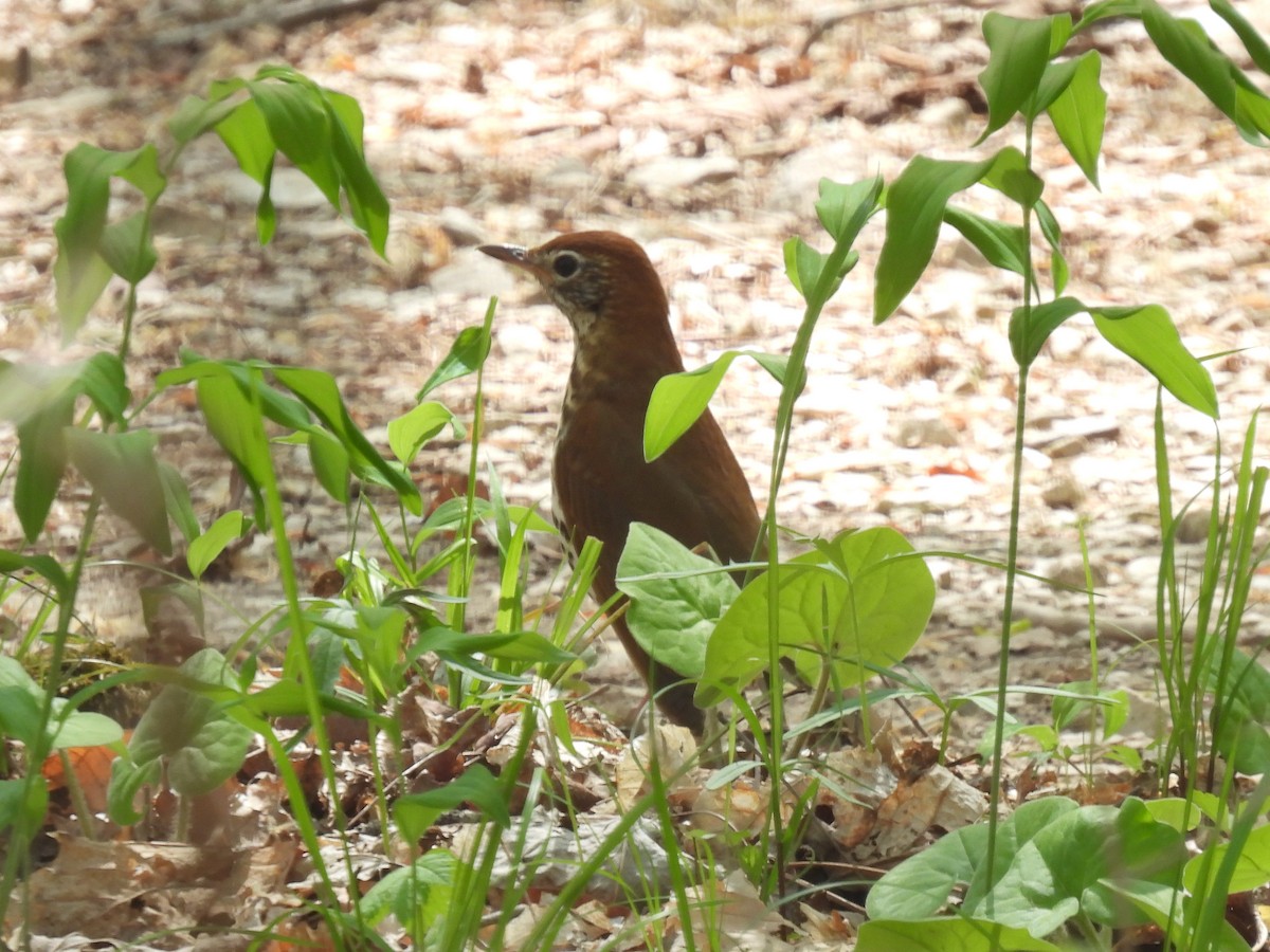 Wood Thrush - Cindy Leffelman