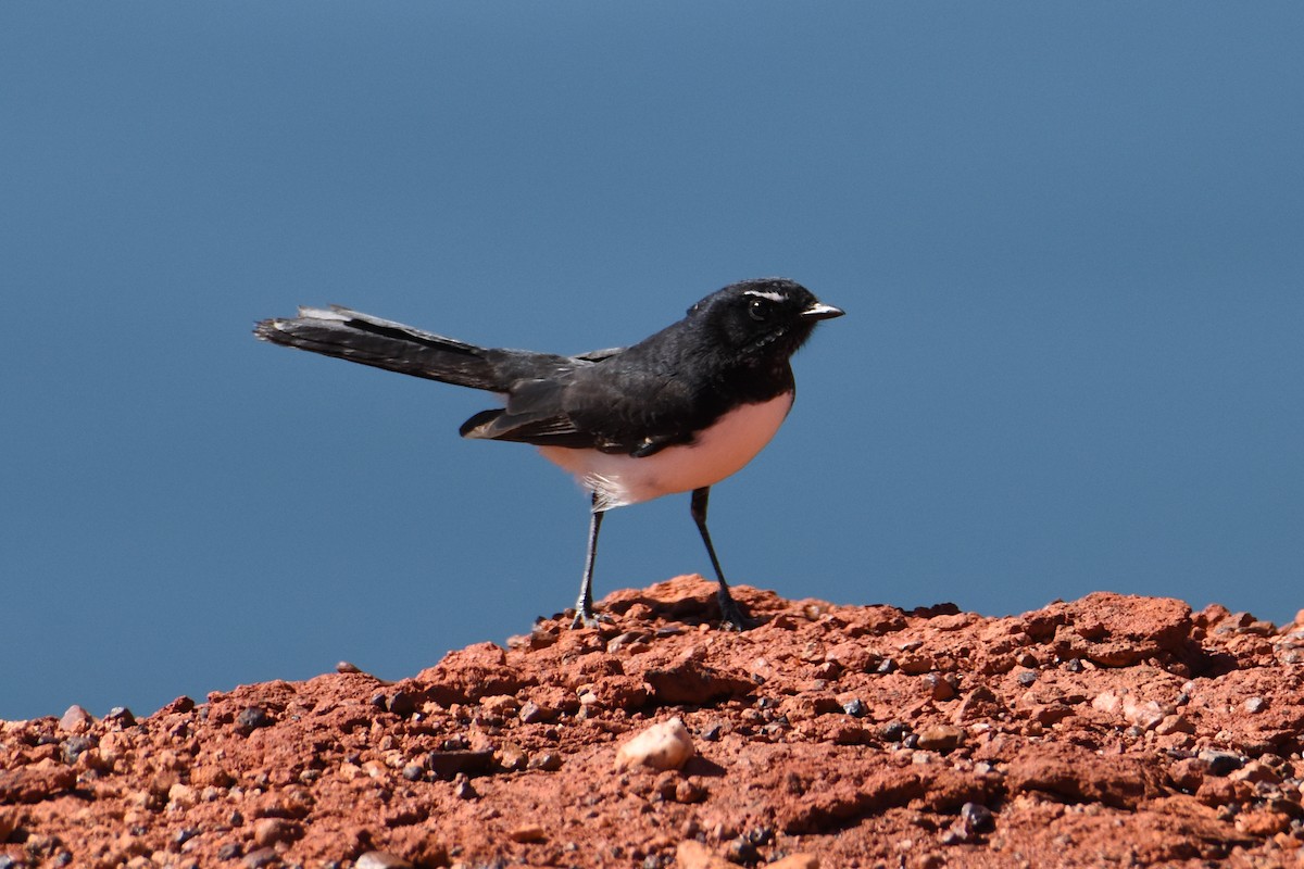 Willie-wagtail - ML560433261