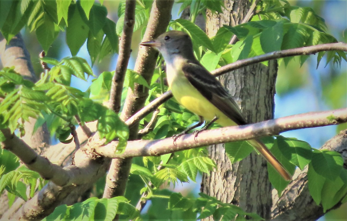 Great Crested Flycatcher - ML560433781