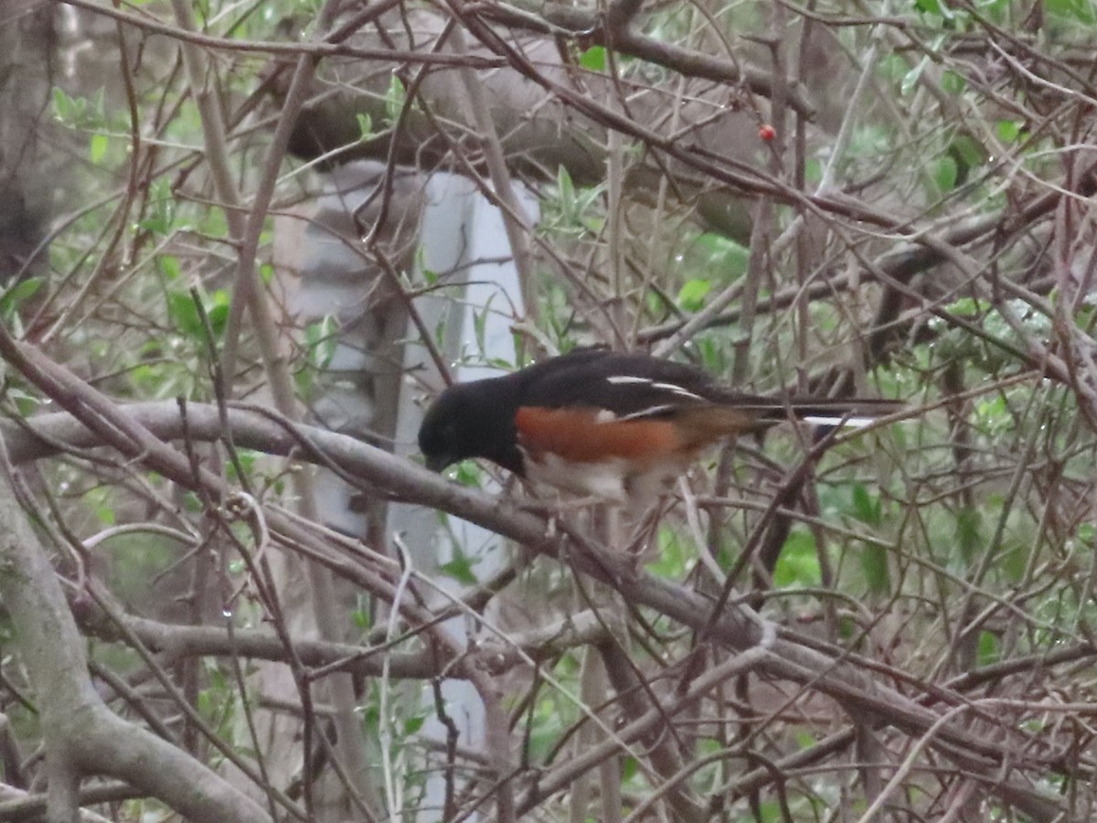 Eastern Towhee - Stephanie Zoltewicz