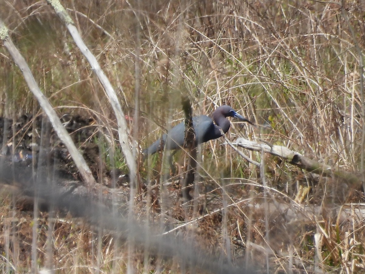 Little Blue Heron - ML560434801