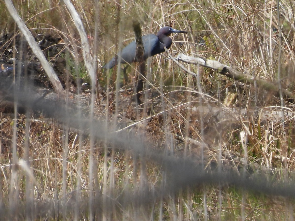 Little Blue Heron - ML560434811