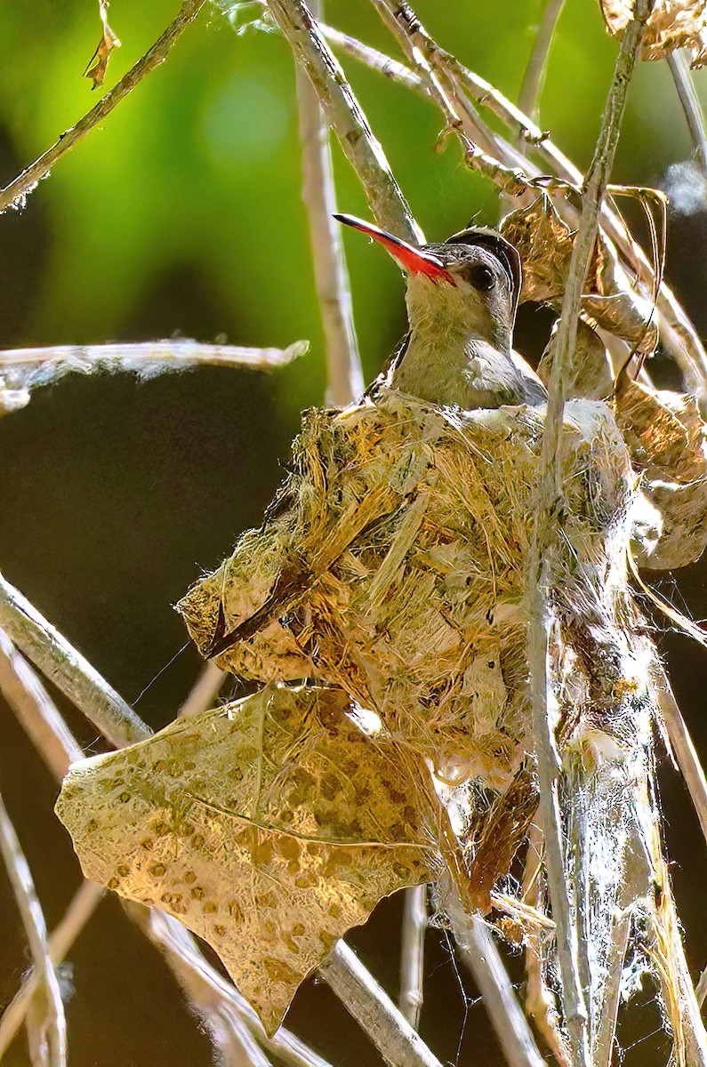 Violet-crowned Hummingbird - ML560434941