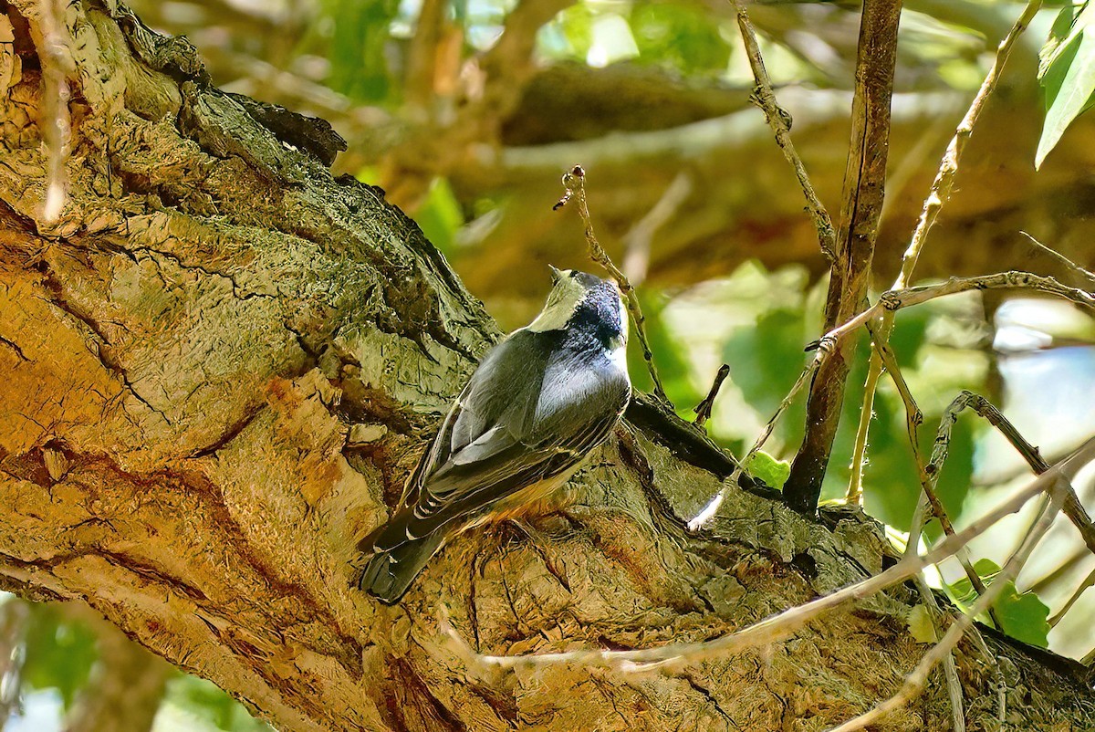 White-breasted Nuthatch - ML560435211