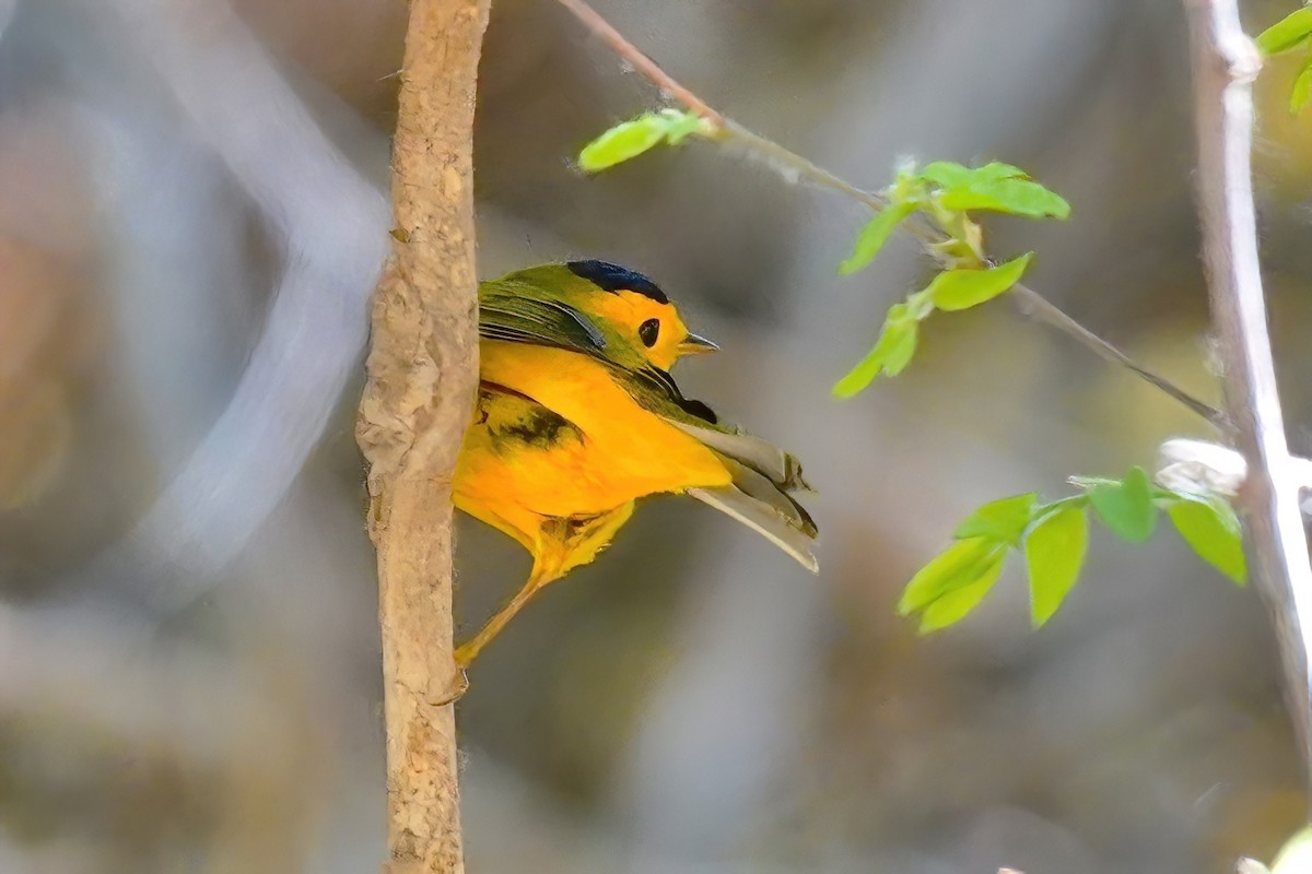 Wilson's Warbler - ML560435591