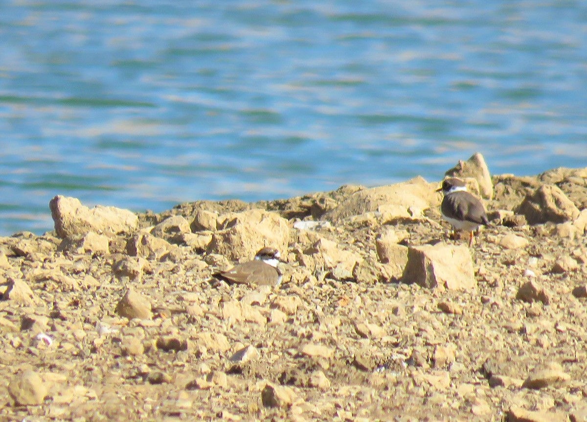 Little Ringed Plover (curonicus) - ML560435901