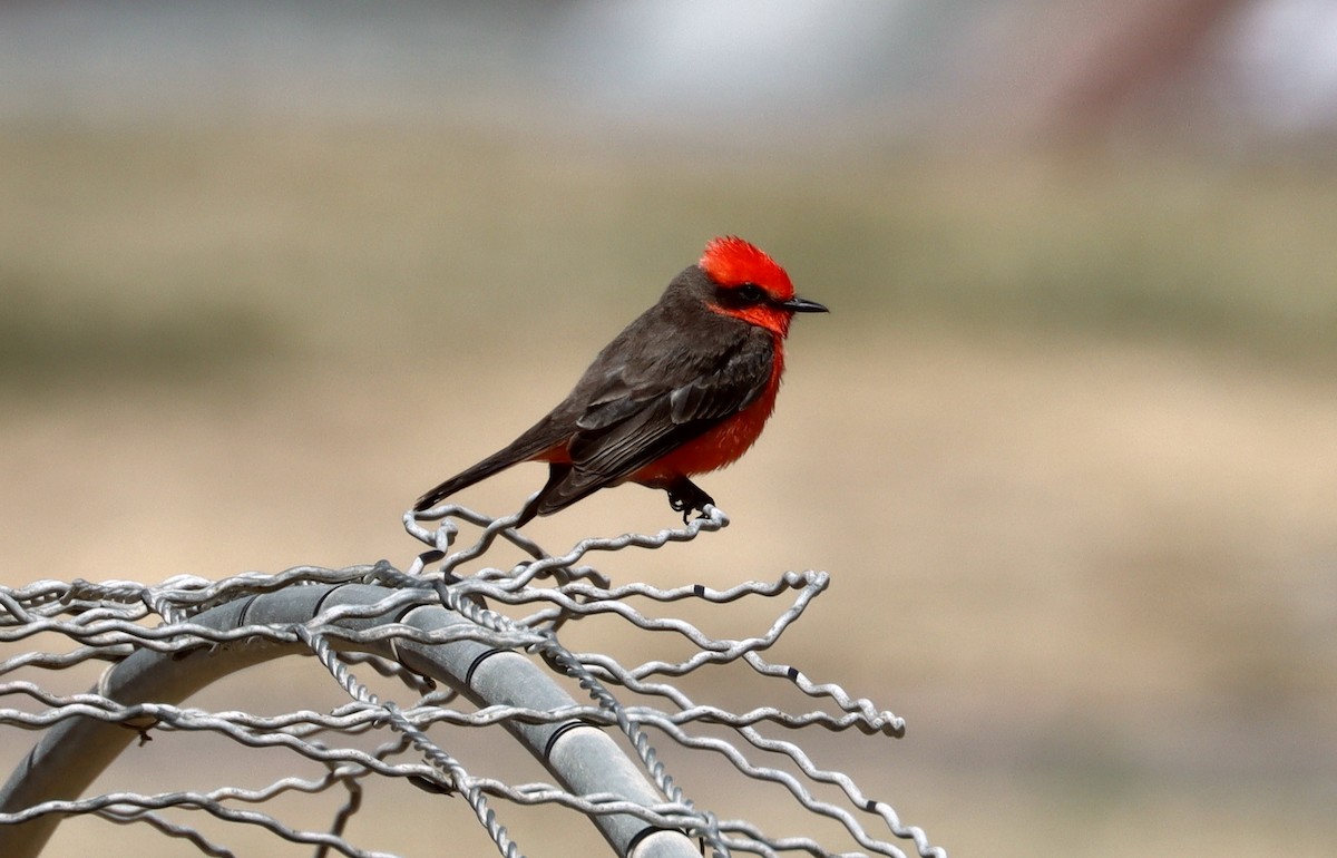 Vermilion Flycatcher - ML560435981