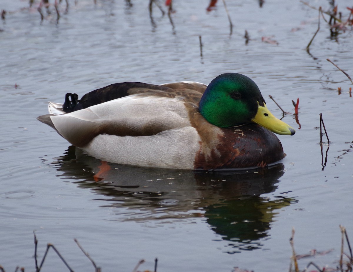 Mallard - Veronica Goidanich