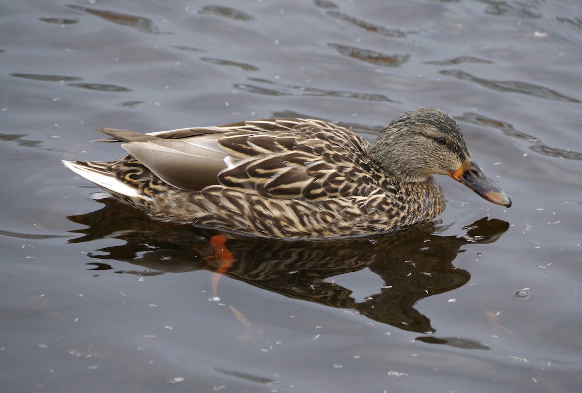 Mallard - Veronica Goidanich