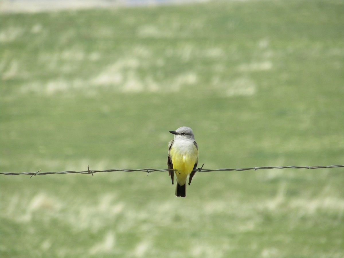 Western Kingbird - ML560436401