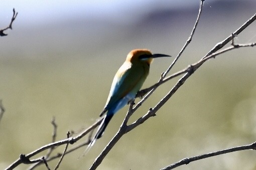 Rainbow Bee-eater - Russell Waugh