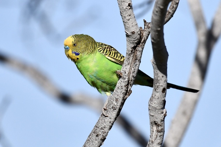 Budgerigar - ML560438101