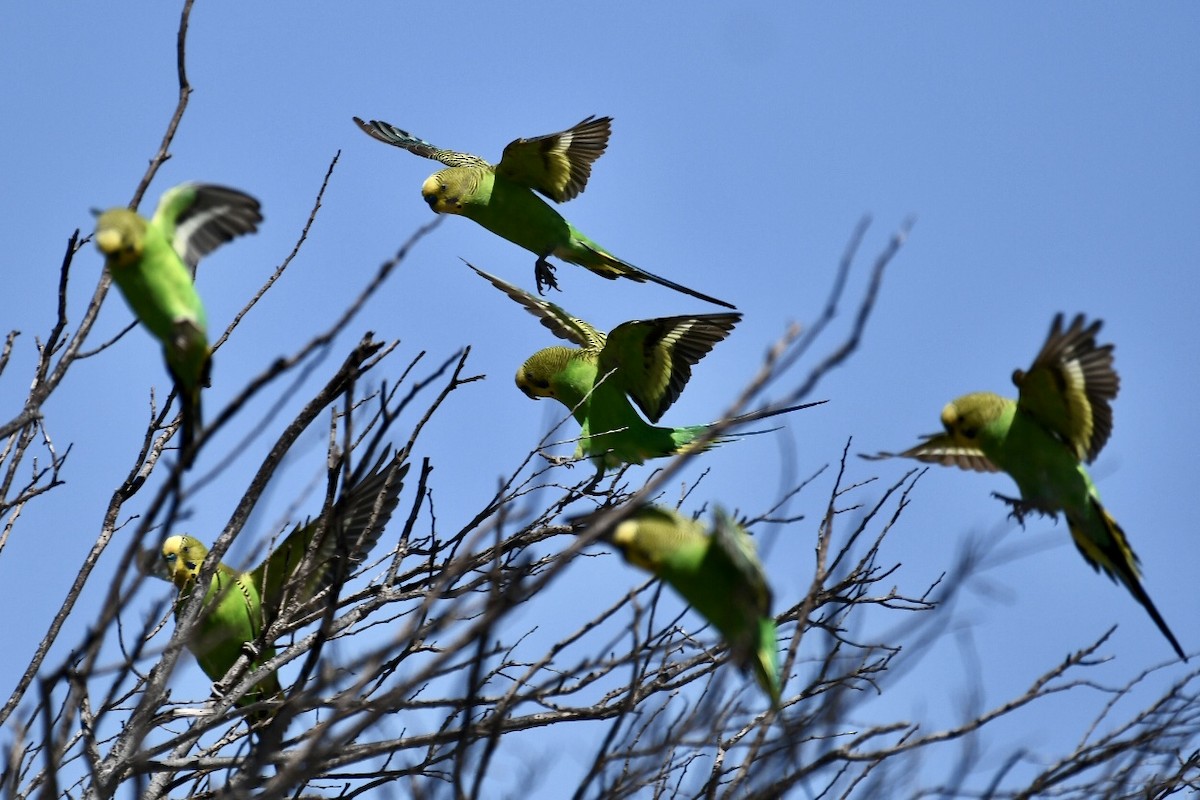 Budgerigar - Russell Waugh