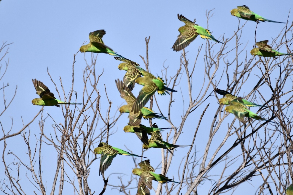 Budgerigar - ML560438131