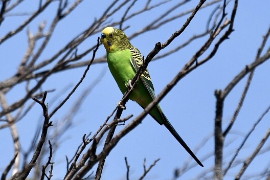 Budgerigar - Russell Waugh