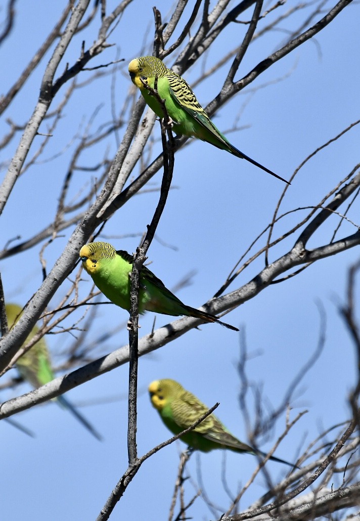 Budgerigar - Russell Waugh