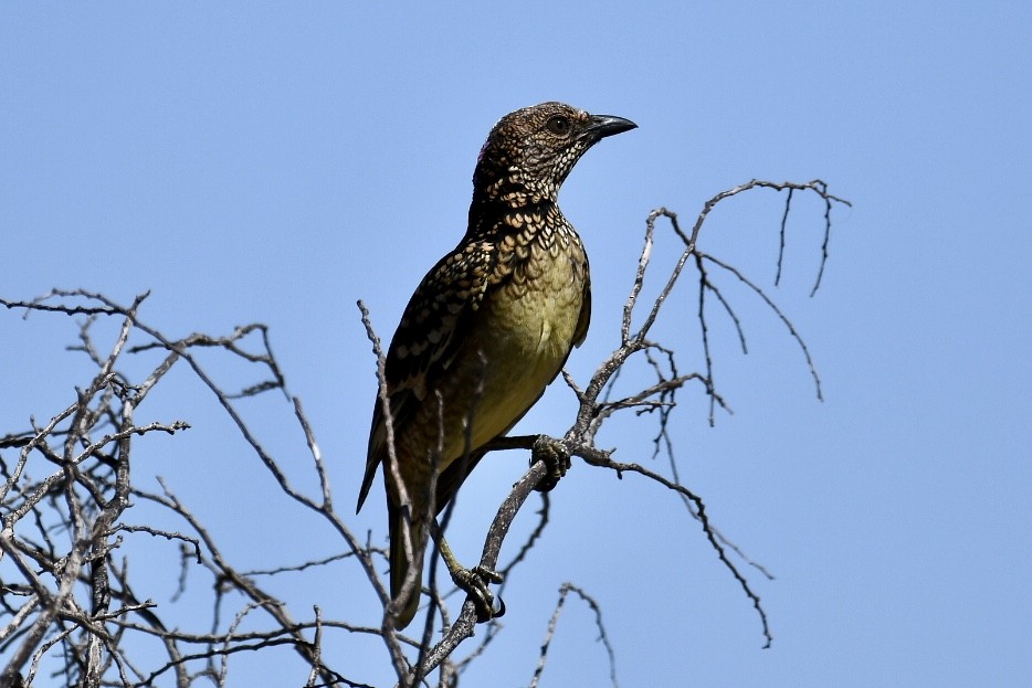 Western Bowerbird - Russell Waugh