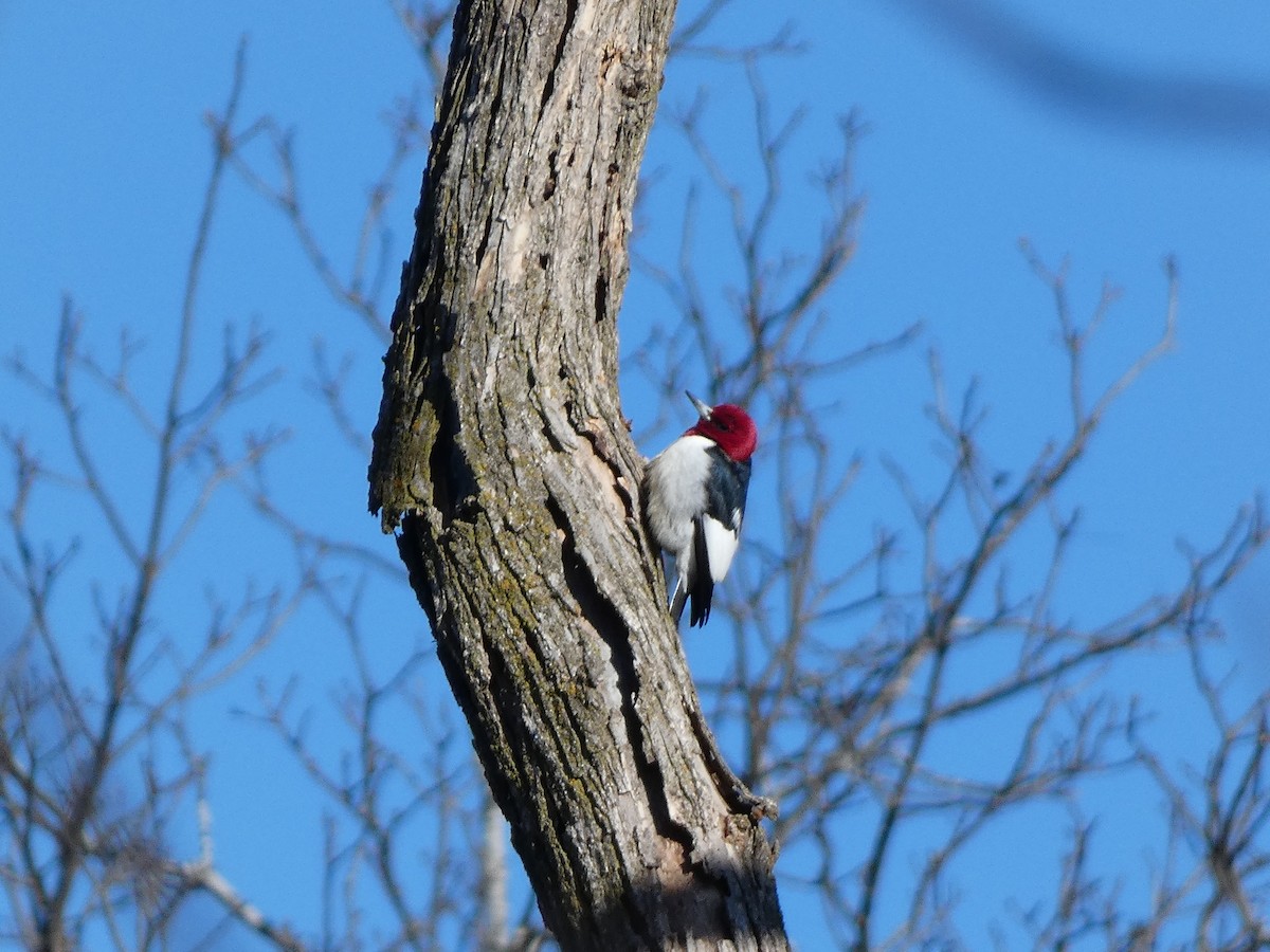 Red-headed Woodpecker - ML560438691