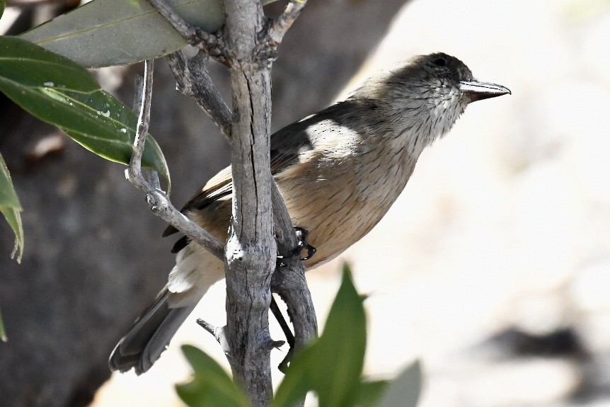 White-breasted Whistler - ML560438821