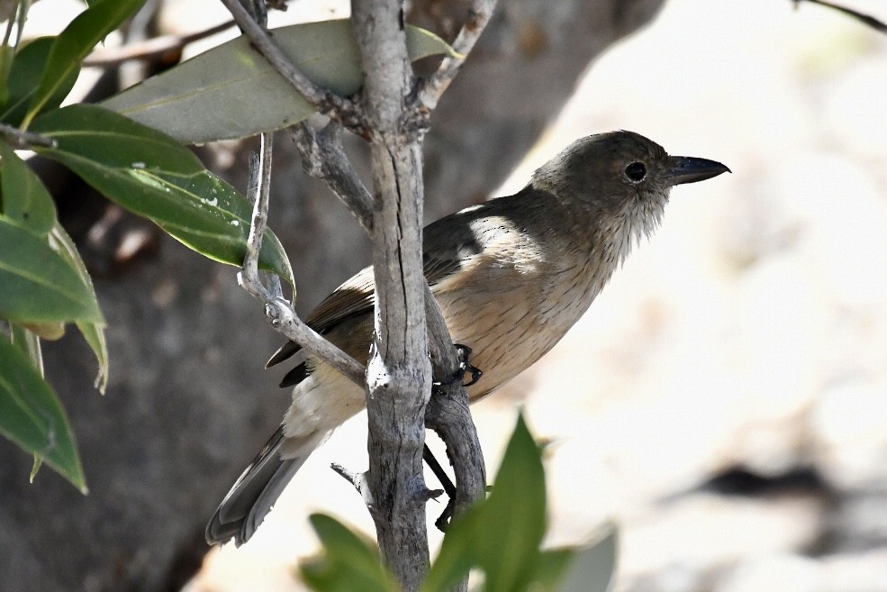 White-breasted Whistler - ML560438841