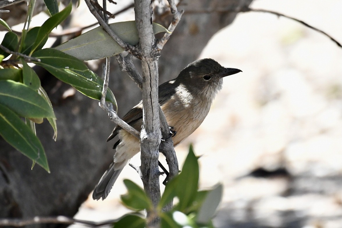 White-breasted Whistler - ML560438851