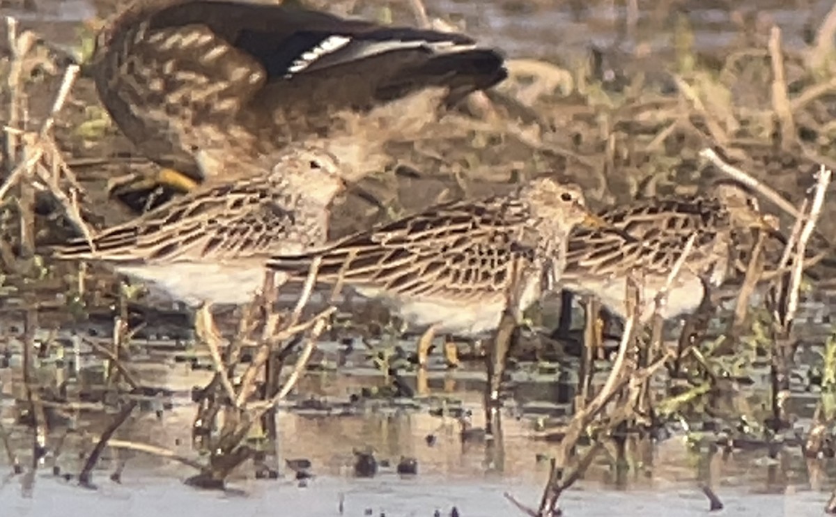 Pectoral Sandpiper - ML560439691