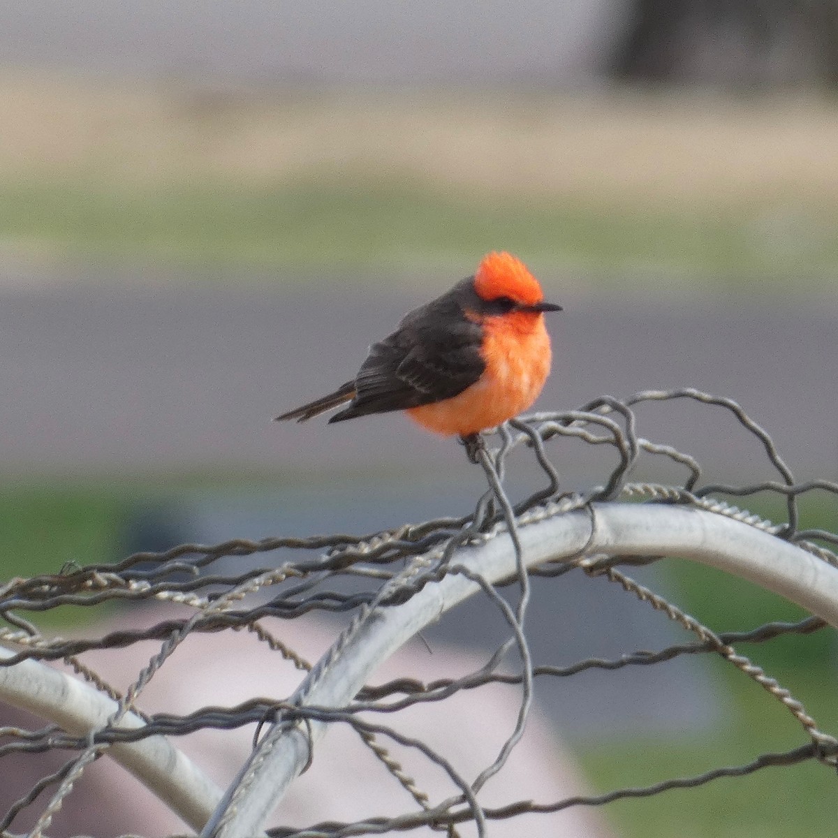 Vermilion Flycatcher - ML560440001