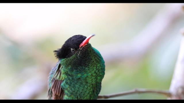 kolibřík červenozobý - ML560440981