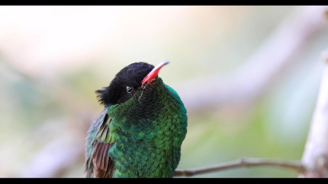 Red-billed Streamertail - ML560440981