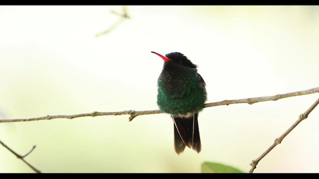 kolibřík červenozobý - ML560441001