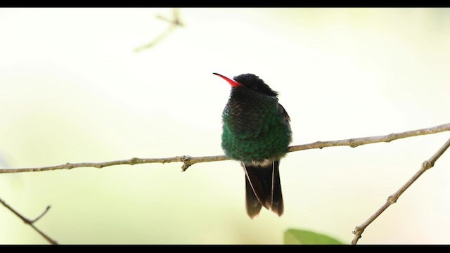 Red-billed Streamertail - ML560441001