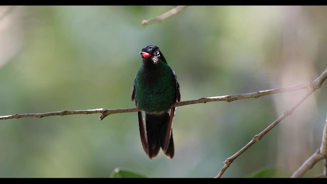 Red-billed Streamertail - ML560441011