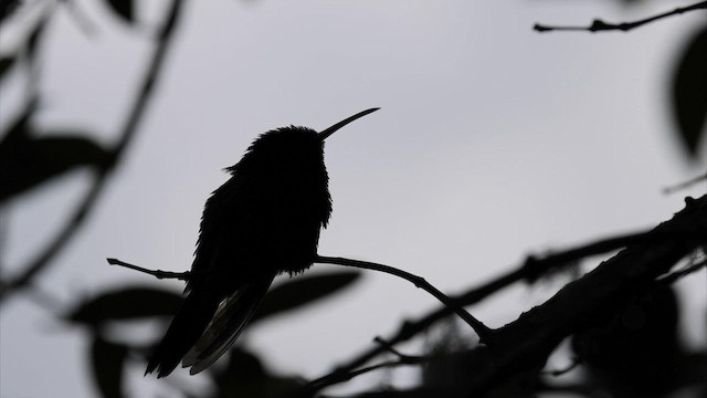 Colibrí Portacintas (piquirrojo) - ML560441021