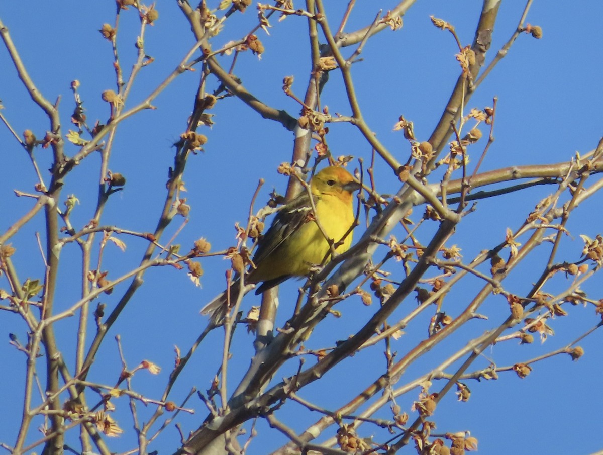 Western x Flame-colored Tanager (hybrid) - ML560441641