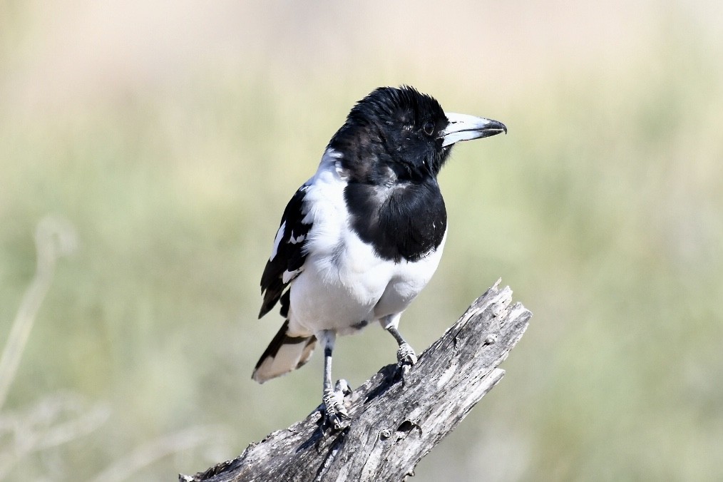 Pied Butcherbird - Russell Waugh