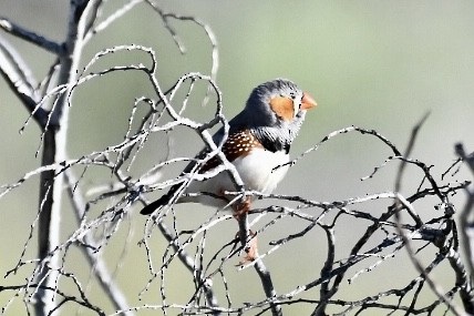 Zebra Finch - ML560442321