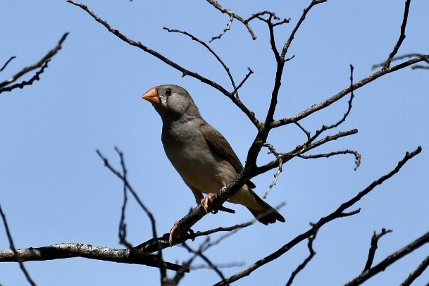 Zebra Finch - Russell Waugh