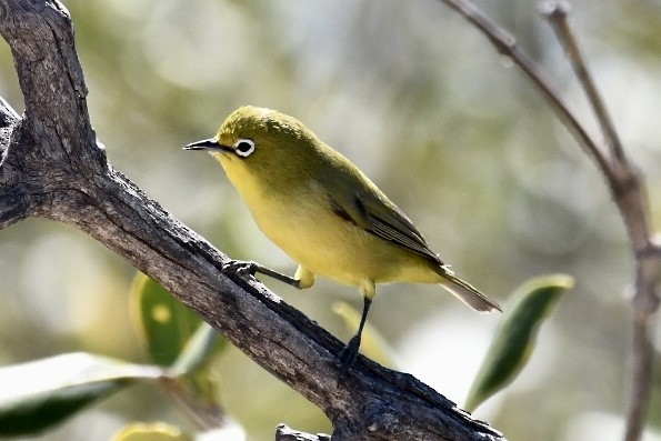 Australian Yellow White-eye - Russell Waugh