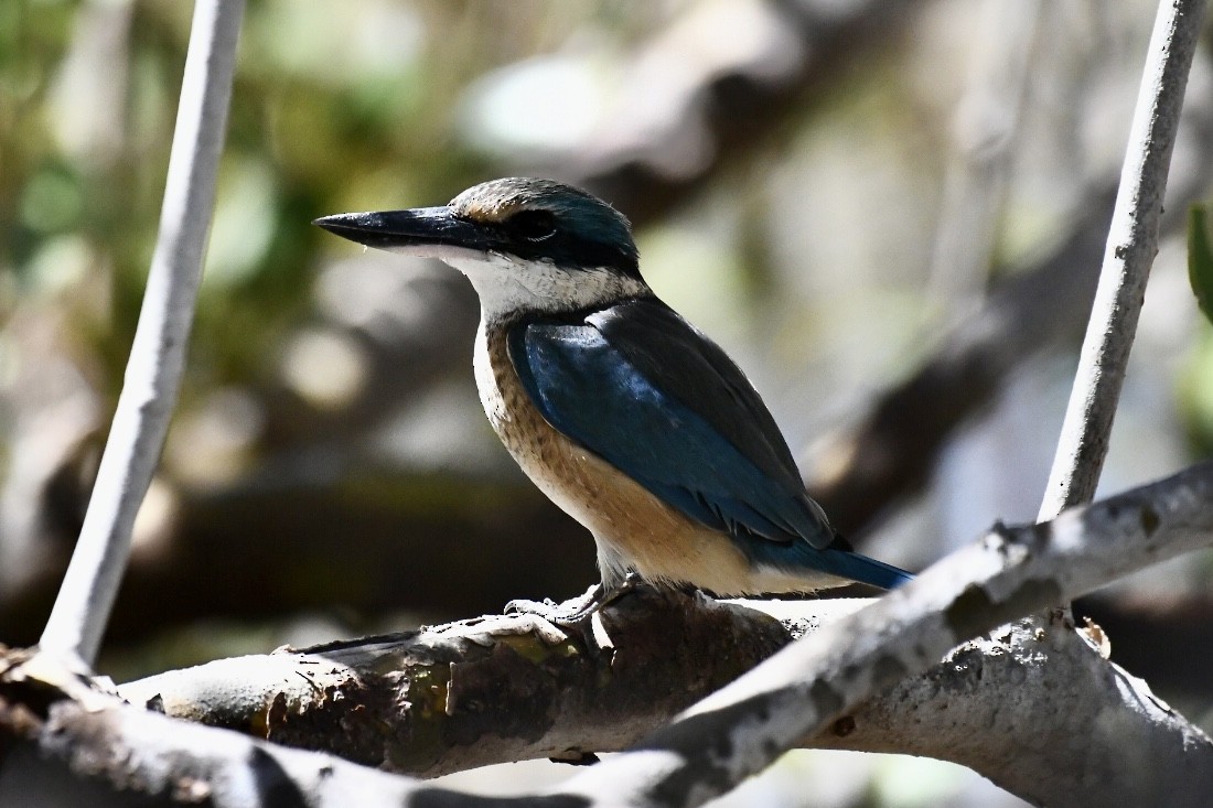 Sacred Kingfisher - Russell Waugh