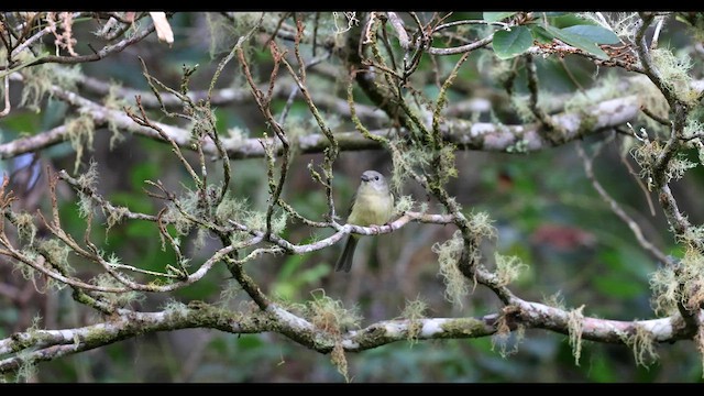 ブルーマウンテンモズモドキ - ML560443911