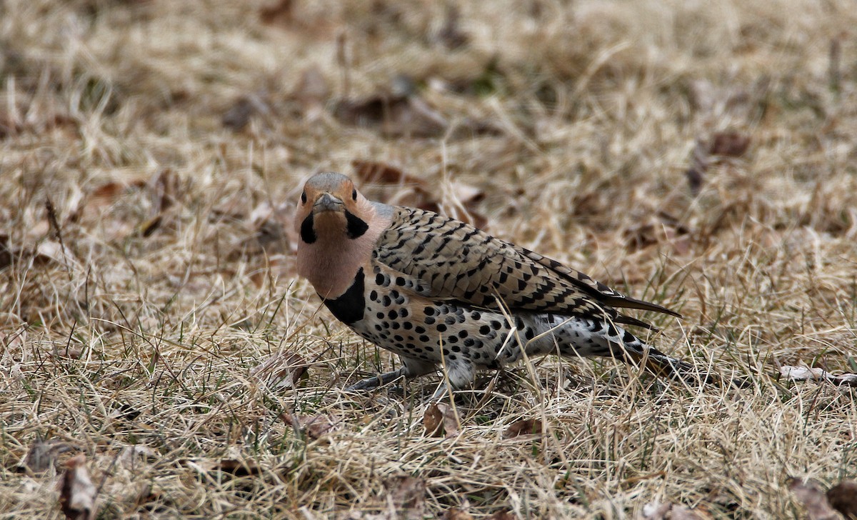 Northern Flicker - ML56044501